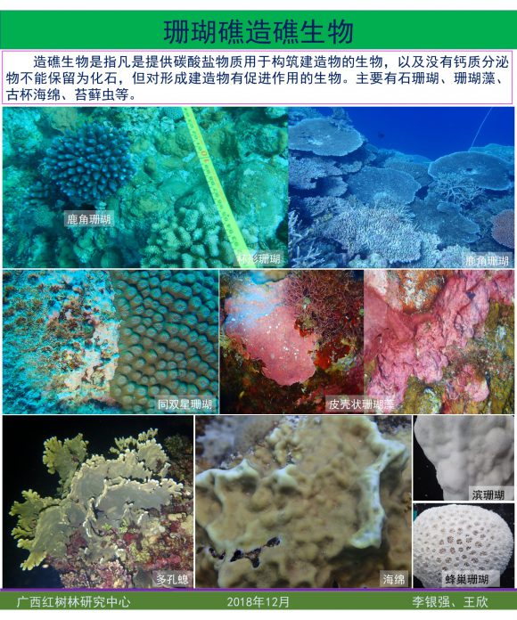 珊瑚礁造礁生物