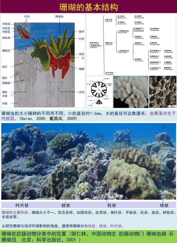 珊瑚的基本结构